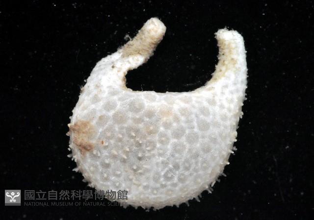 雙手高球參藏品圖，第2張