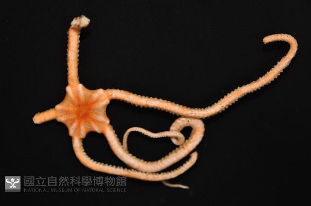 未知種衣笠蔓蛇尾藏品圖，第2張
