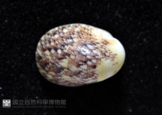 圓舟蜑螺藏品圖，第2張