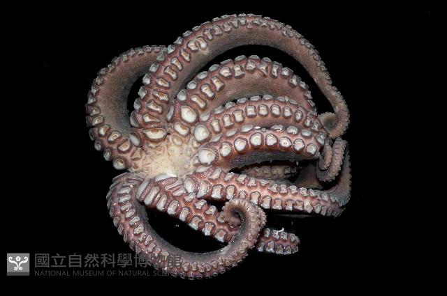 新種章魚TW45藏品圖，第2張