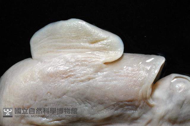寇氏擬耳烏賊藏品圖，第2張