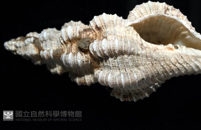 黑田長旋螺藏品圖，第2張