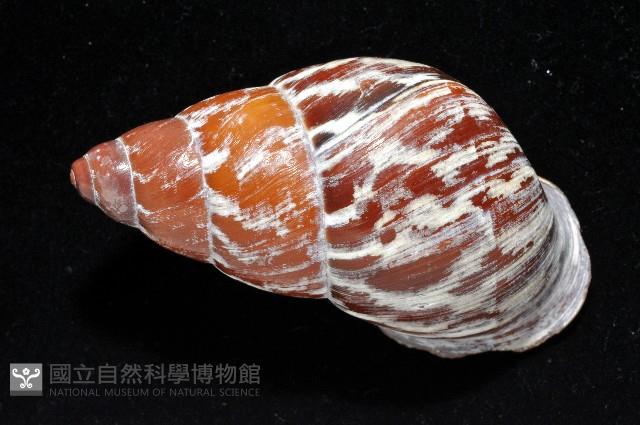 雲嬌蝸牛藏品圖，第2張