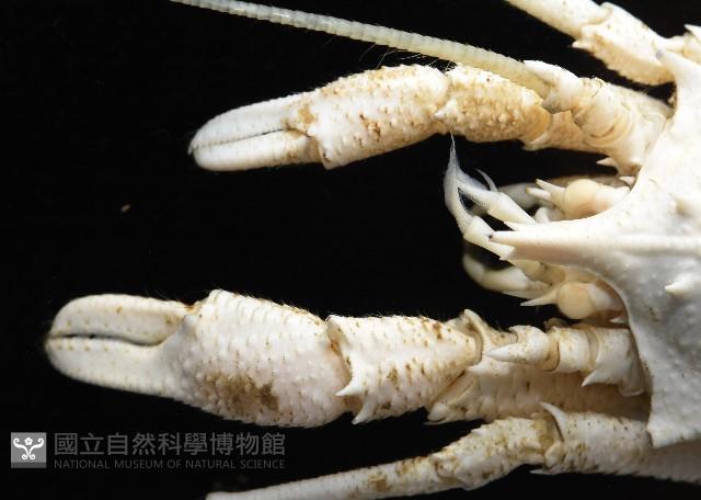 未知種棘鎧蝦藏品圖，第2張