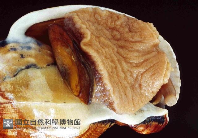 飴色鬘螺藏品圖，第2張