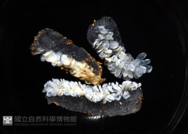 紫螺藏品圖，第2張