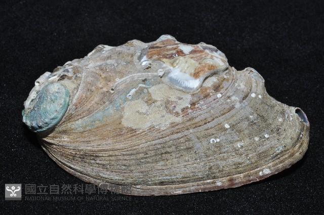 皺紋盤鮑藏品圖，第2張