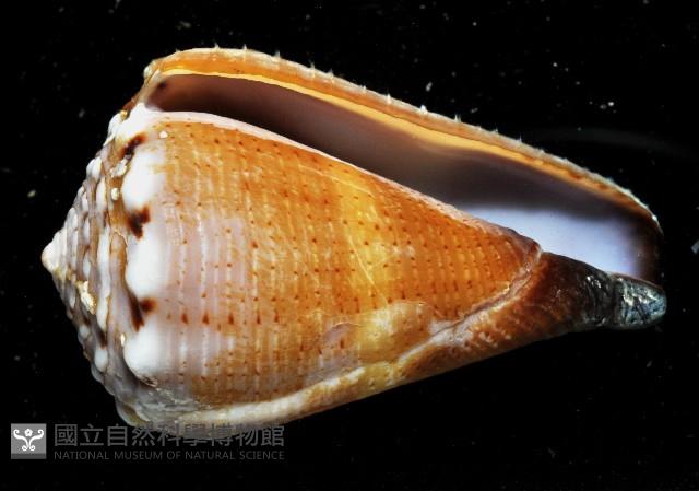 麻點芋螺藏品圖，第2張