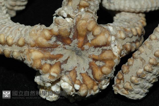 鞭枝蛇尾藏品圖，第2張