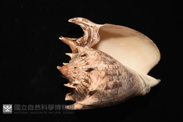 帝王渦螺藏品圖，第2張