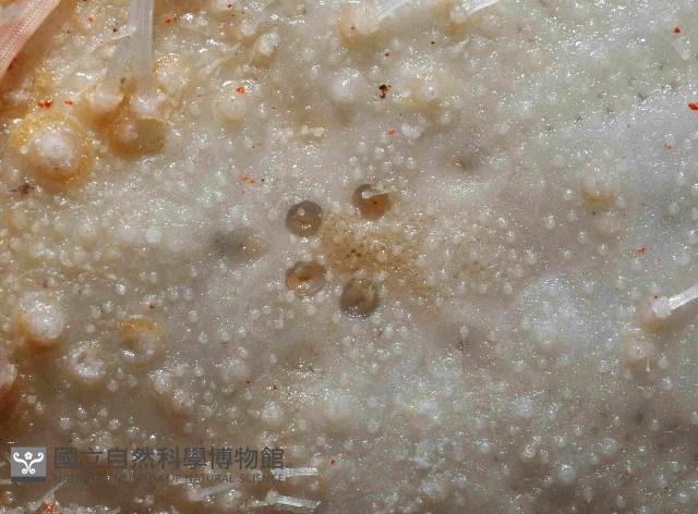 大脆心形海膽藏品圖，第2張