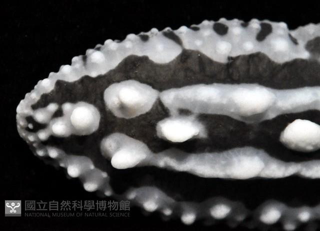 天空葉海蛞蝓藏品圖，第2張