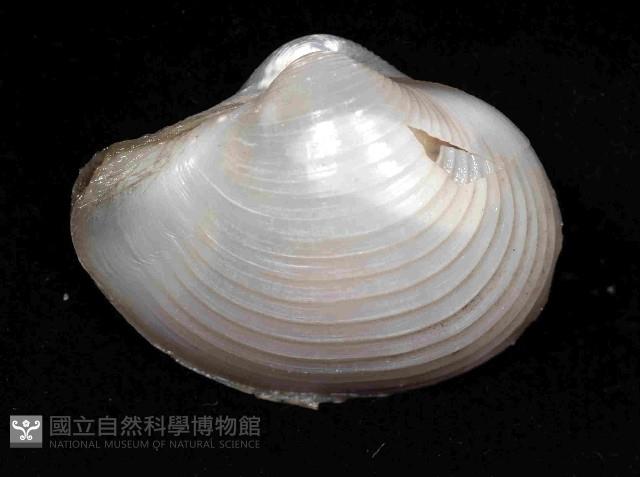 未知種杓蛤藏品圖，第2張