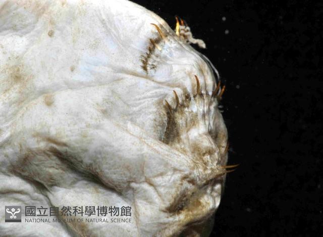 不倒翁蟲藏品圖，第2張