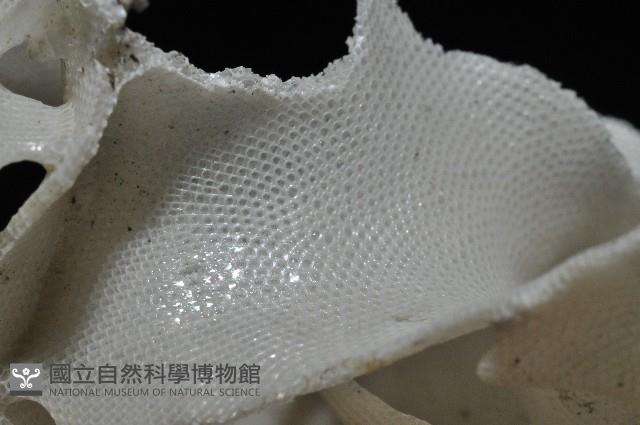 未知種雙湧苔蟲藏品圖，第2張