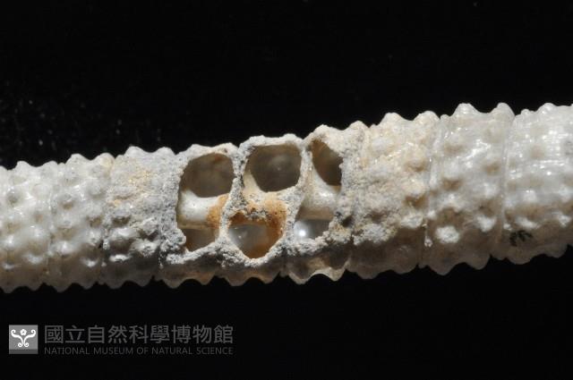 女王左錐螺藏品圖，第2張