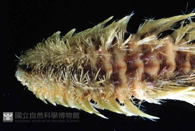 梯斑海毛蟲藏品圖，第2張