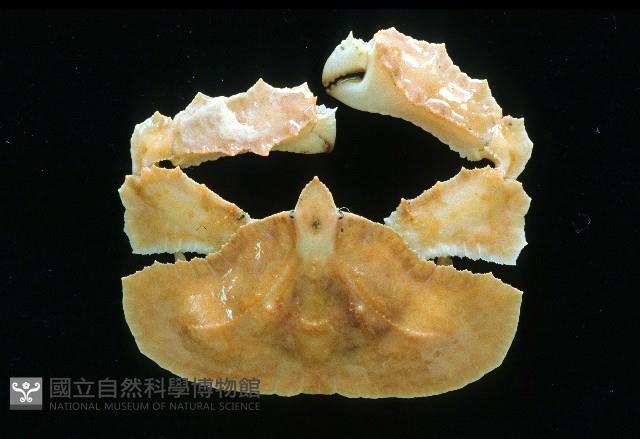 環狀(圓拱)隱足蟹藏品圖，第2張