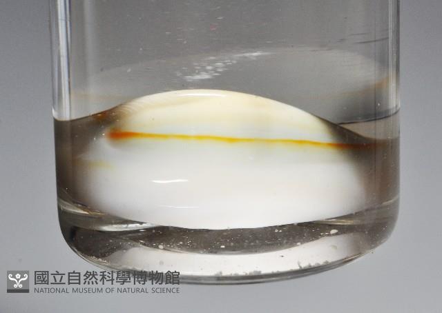 金環寶螺藏品圖，第2張