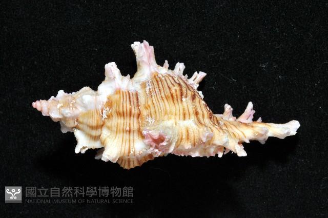 紅千手螺藏品圖，第2張