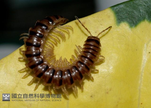 花蓮章氏馬陸藏品圖，第2張