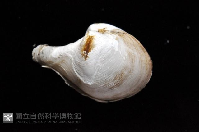 九州杓蛤藏品圖，第2張