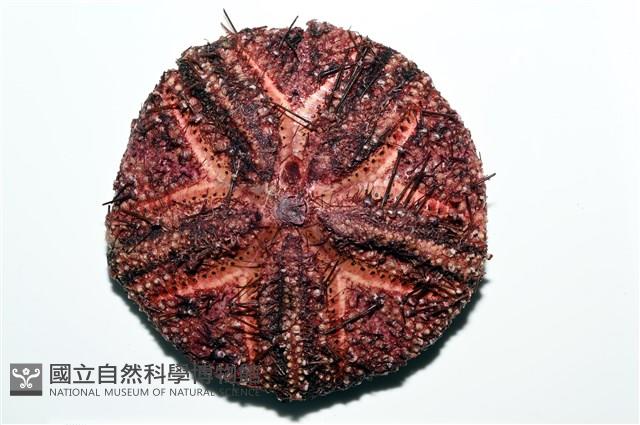 輻星肛海膽藏品圖，第2張
