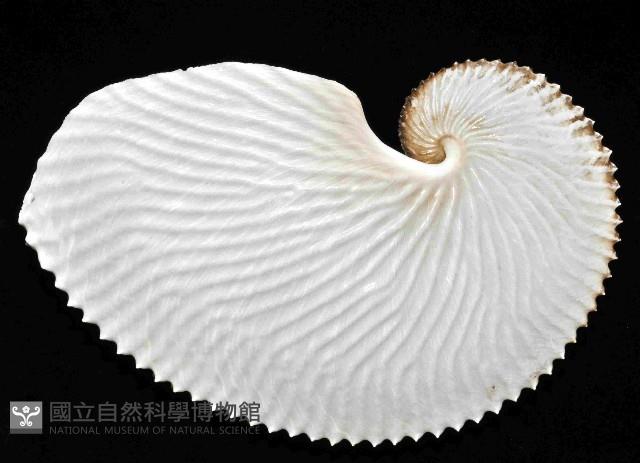 扁船蛸藏品圖，第2張