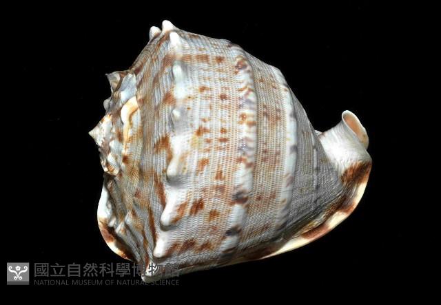 唐冠螺藏品圖，第2張