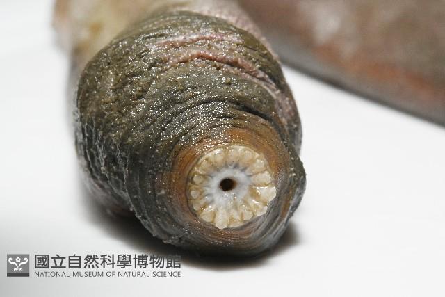 紫紋芋參藏品圖，第2張