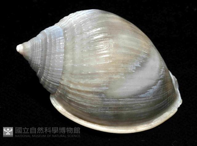 美姬鬘螺藏品圖，第2張