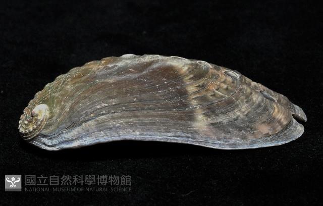 驢耳鮑螺藏品圖，第2張