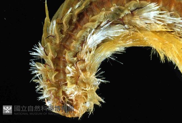 梯斑海毛蟲藏品圖，第2張