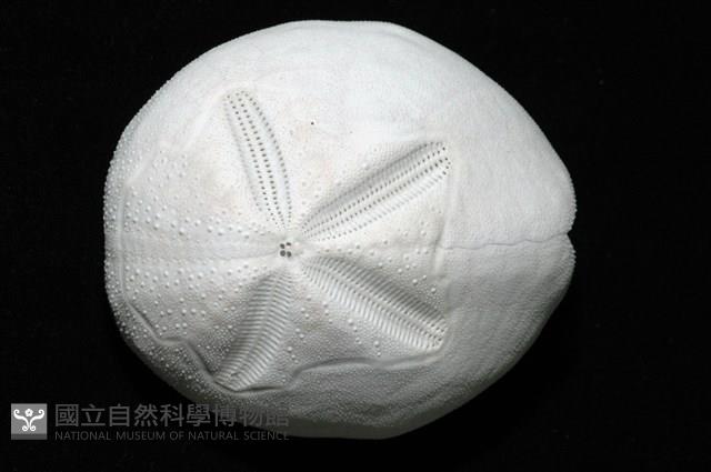心形海壺藏品圖，第2張