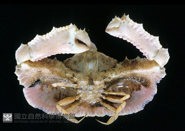 環狀(圓拱)隱足蟹藏品圖，第2張