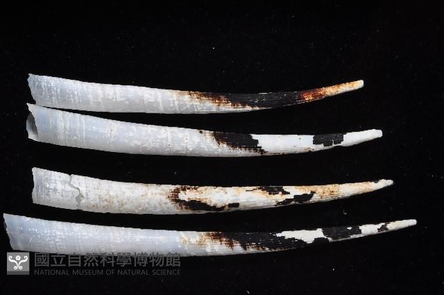 土佐象牙貝藏品圖，第2張