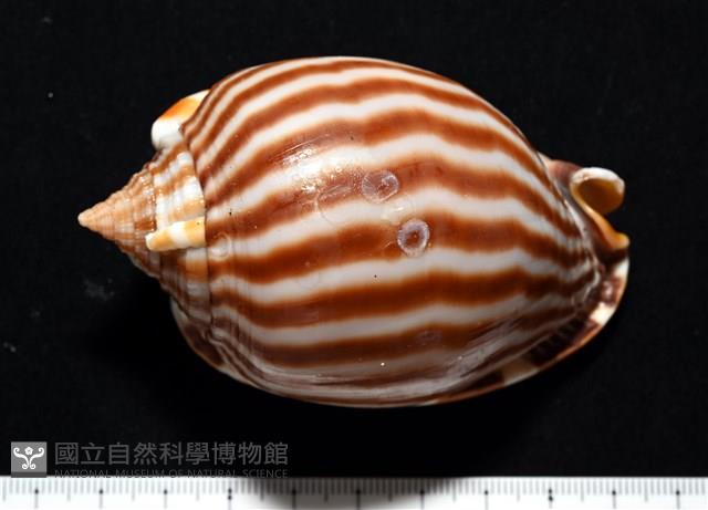 條紋鬘螺藏品圖，第2張