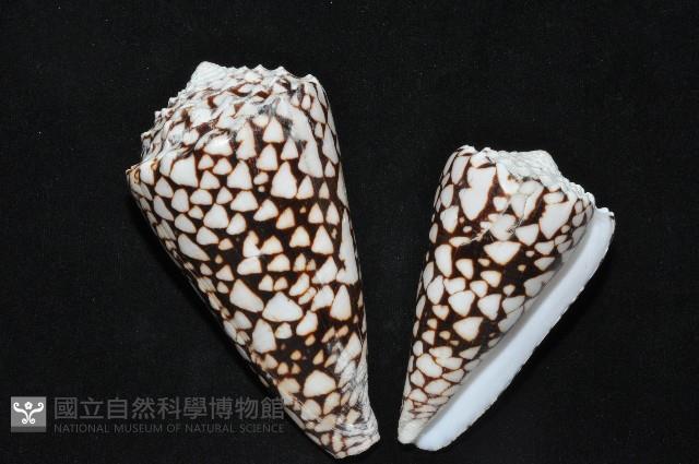 花巾芋螺藏品圖，第2張
