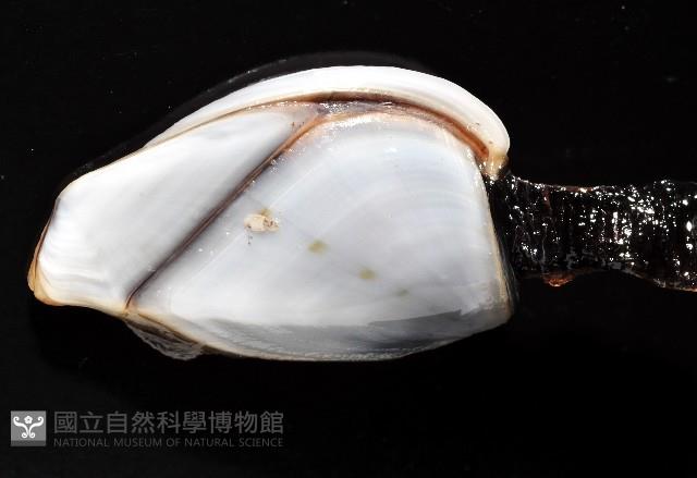 茗荷藏品圖，第2張
