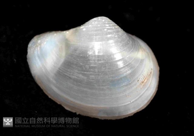 未知種杓蛤藏品圖，第2張