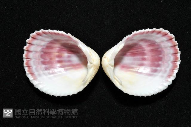 登錄號:006844-00047藏品圖，第2張
