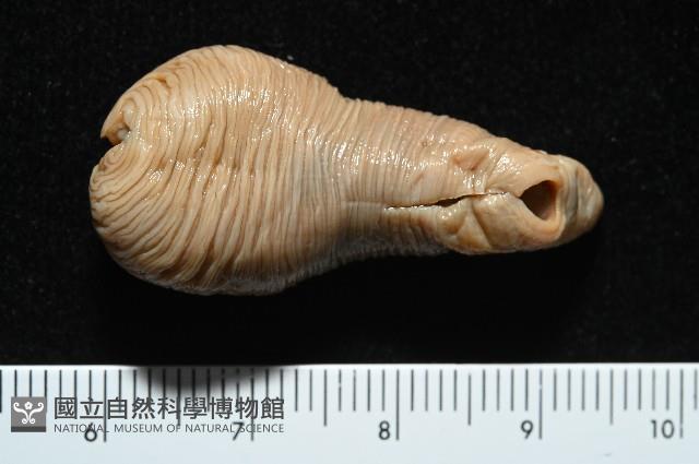 未知種吸蟲藏品圖，第2張