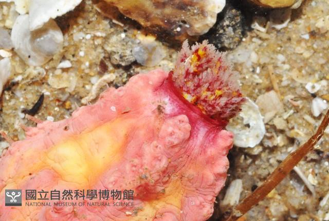 可疑翼手參藏品圖，第2張