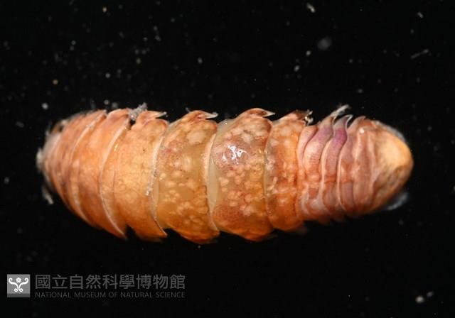 未知種紡錘水虱藏品圖，第2張