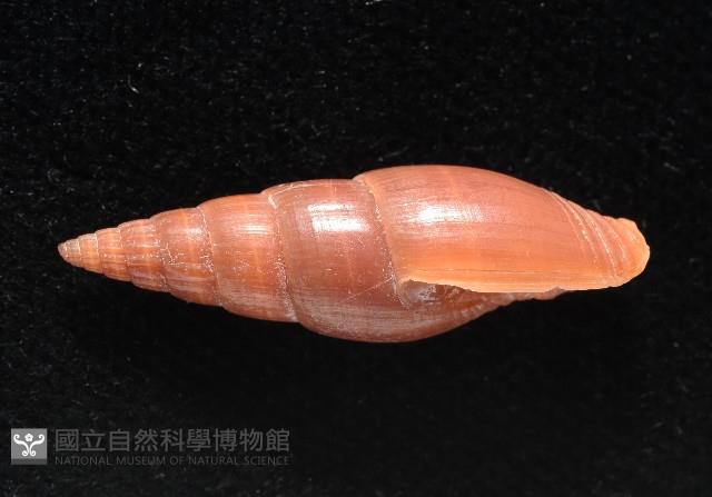 鐵灰蛹筆螺藏品圖，第2張