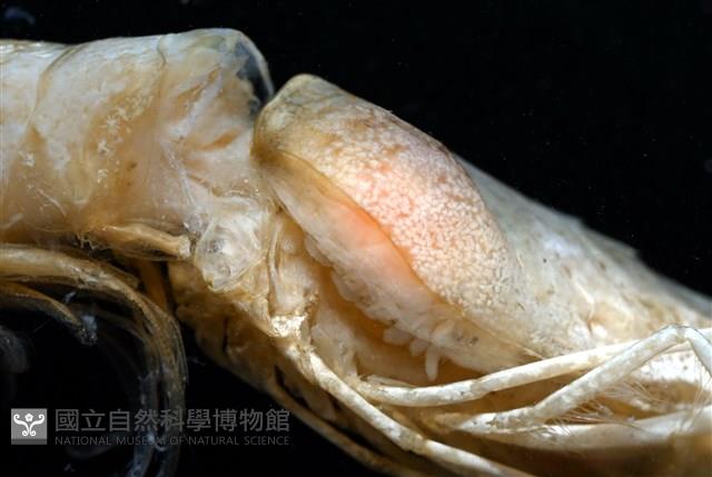 逆背阿波羅鰓虱藏品圖，第2張
