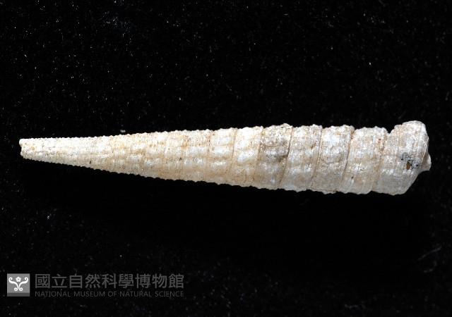 女王左錐螺藏品圖，第2張