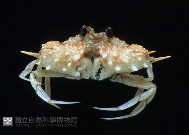 武裝筐形蟹藏品圖，第2張