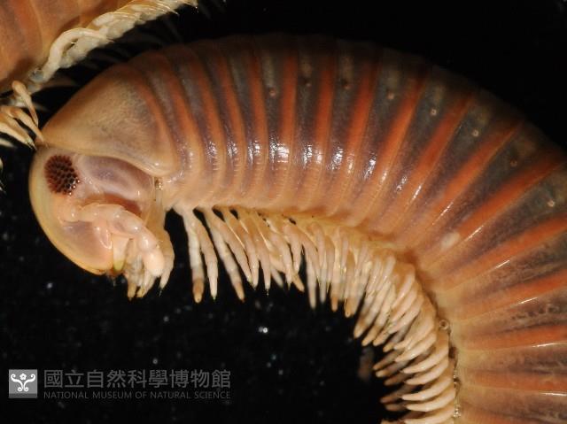 高桑厚甲馬陸藏品圖，第2張