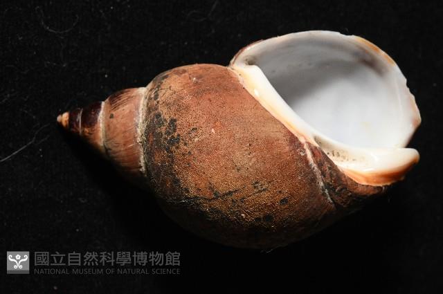 日本鳳螺藏品圖，第2張